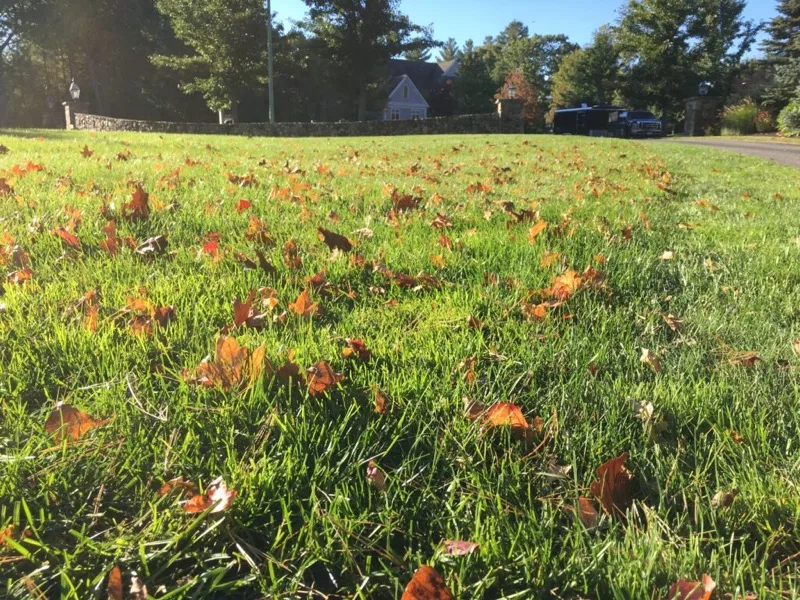 Fall leaves on a manicured lawn ready for clean-up